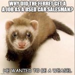 Daily Bad Dad Joke May 19 2020 | WHY DID THE FERRET GET A A JOB AS A USED CAR SALESMAN? HE WANTED TO BE A WEASEL | image tagged in ferret | made w/ Imgflip meme maker