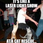 Cat Rave | IT'S LIKE A LASER LIGHT SHOW; AT A CAT RESCUE... | image tagged in cat rave | made w/ Imgflip meme maker