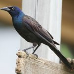 Common grackle