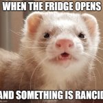 farty ferret | WHEN THE FRIDGE OPENS; AND SOMETHING IS RANCID | image tagged in fart smelling ferret | made w/ Imgflip meme maker