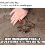 Hamd | NORTH AMERICA FEMALE. POSSIBLE A COUGAR BUT HARD TO TELL FROM THIS PICTURE. | image tagged in hamd | made w/ Imgflip meme maker