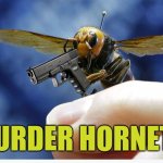 Murder Hornets | MURDER HORNETS | image tagged in murder hornets | made w/ Imgflip meme maker
