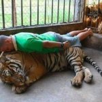 tiger planking