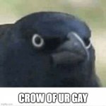 Crow of judgement | CROW OF UR GAY | image tagged in crow of judgement | made w/ Imgflip meme maker