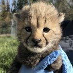 Cheetah cub, Smithsonian & National Zoo, Echo’s cub meme
