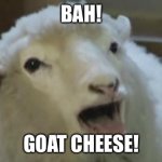 derp sheep | BAH! GOAT CHEESE! | image tagged in derp sheep,memes,funny animals | made w/ Imgflip meme maker