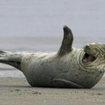 Laughing Walrus