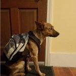 Dog wearing backpack