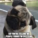 Wait... | WAIT. . . SO YOU'RE TELLING ME PEOPLE THINK I'M CUTE AND UGLY. . . AT THE SAME TIME? | image tagged in pugs,puzzled | made w/ Imgflip meme maker