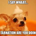 Give a Dog a Bath | I SAY WHAAT... IN TARNATION ARE YOU DOING? | image tagged in dog in tub | made w/ Imgflip meme maker