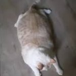 Whipped Cream the chonk cat