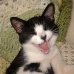 Laughing Cat