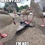 Duck | WHAT I MEAN WHEN I SAY; I’M NOT DUCKING AROUND | image tagged in funny,funny memes,memes,dank,dank memes,lol | made w/ Imgflip meme maker