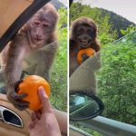 monkey receiving an orange