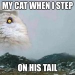 R.I.P | 😭; MY CAT WHEN I STEP; ON HIS TAIL | image tagged in country cat,funny,cats,funny cats,animals,funny animals | made w/ Imgflip meme maker