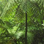 tree fern