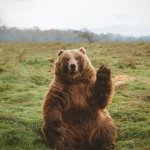 Bear Waving