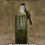 Judgmental Bird | JUDGMENTAL BIRD; IS JUDGING YOU | image tagged in judgmental bird | made w/ Imgflip meme maker