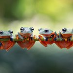 frog group