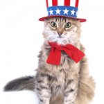 4th of July Cat
