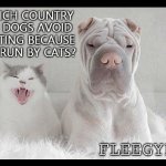 Daily Bad Dad Joke May 26 2020 | WHICH COUNTRY DO DOGS AVOID VISITING BECAUSE IT'S RUN BY CATS? FLEEGYPT. | image tagged in dog and cat annoyed | made w/ Imgflip meme maker