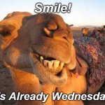 Short Week Wednesday | Smile! It's Already Wednesday! | image tagged in camel smile,wednesday,short week,already wednesday,almost there,smile | made w/ Imgflip meme maker