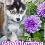 morning | Good Morning
Sunshine | image tagged in morning | made w/ Imgflip meme maker
