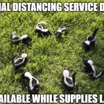 skunk meeting | SOCIAL DISTANCING SERVICE DOGS; AVAILABLE WHILE SUPPLIES LAST | image tagged in skunk meeting,joke,false advertising | made w/ Imgflip meme maker