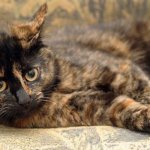 Tortoiseshell cat