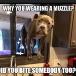 dog | DID YOU BITE SOMEBODY TOO?? | image tagged in dog | made w/ Imgflip meme maker