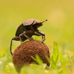 Dung Beetle meme