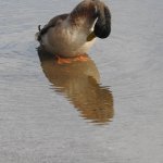 A very depressed duck