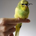 SICK PARAKEET | I KNOW YOU WANT A DOG BUT YOUR STUCK WITH ME. DEAL WITH IT! | image tagged in sick parakeet | made w/ Imgflip meme maker