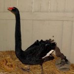 Black Swan | image tagged in black swan | made w/ Imgflip meme maker