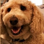 hi