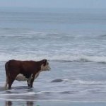 Cow on a beach