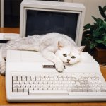 Computer Cat meme