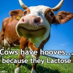 Lactose? | Cows have hooves... because they Lactose | image tagged in cow,bovine,stupid humor,play on words | made w/ Imgflip meme maker