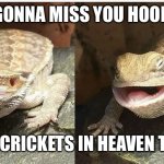 Butter the bearded dragon | I’M GONNA MISS YOU HOOMAN. ALL THE CRICKETS IN HEAVEN THOUGH! | image tagged in butter the bearded dragon | made w/ Imgflip meme maker