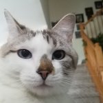 memow