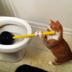 Cat plunging toilet