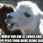 Me at lunch | WHEN YOU ARE AT LUNCH AND YOU HEAR YOUR NAME BEING SAID. | image tagged in gifs,llama,lunch | made w/ Imgflip video-to-gif maker