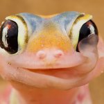 Cute lizard