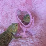Lizard mirror