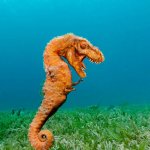 Tyrannoseahorse Rex