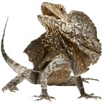 Frilled lizard