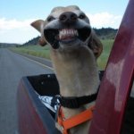 Smile -- It's Wednesday | SMILE . . . IT'S WEDNESDAY | image tagged in smiling dog | made w/ Imgflip meme maker