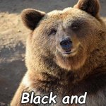 bear | Coffee Please; Black and Bitter for Me | image tagged in bear | made w/ Imgflip meme maker