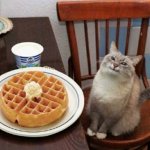 Happy cat with waffle