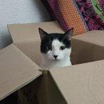 The cat box